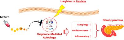 Milk Fat Globule-EGF Factor 8 Alleviates Pancreatic Fibrosis by Inhibiting ER Stress-Induced Chaperone-Mediated Autophagy in Mice